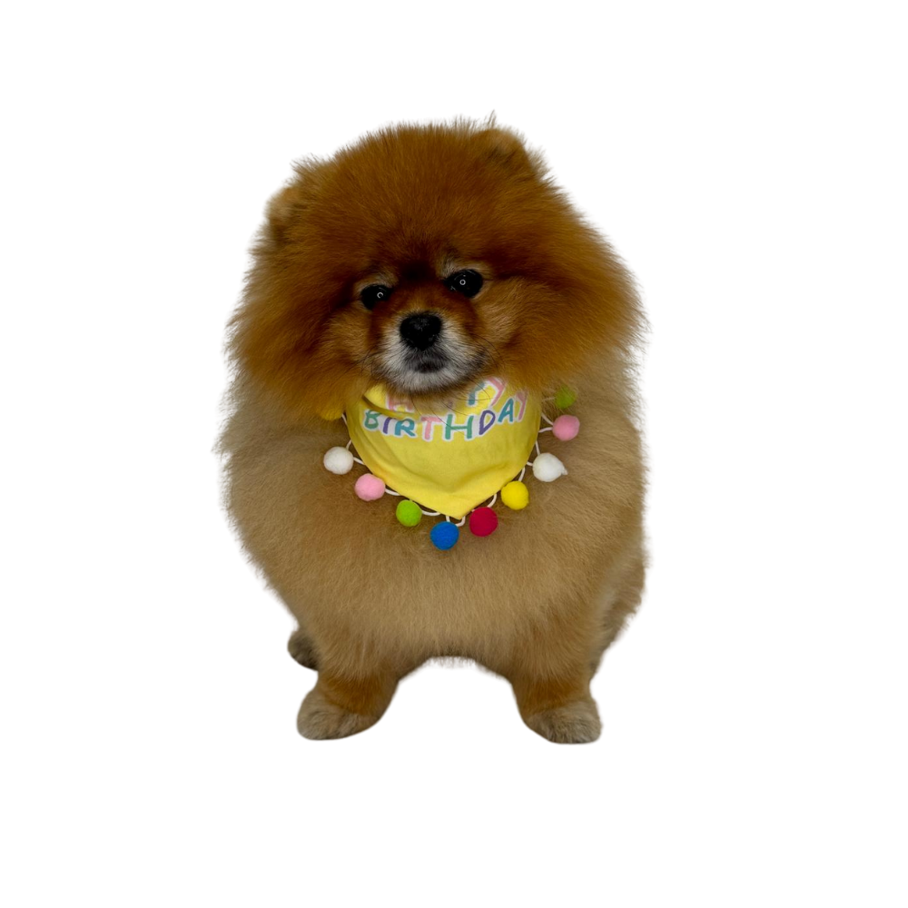 Accesoire voor je hondenverjaardag - alles voor je viervoeter